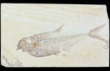 Diplomystus Fossil Fish - Wyoming #52723-1